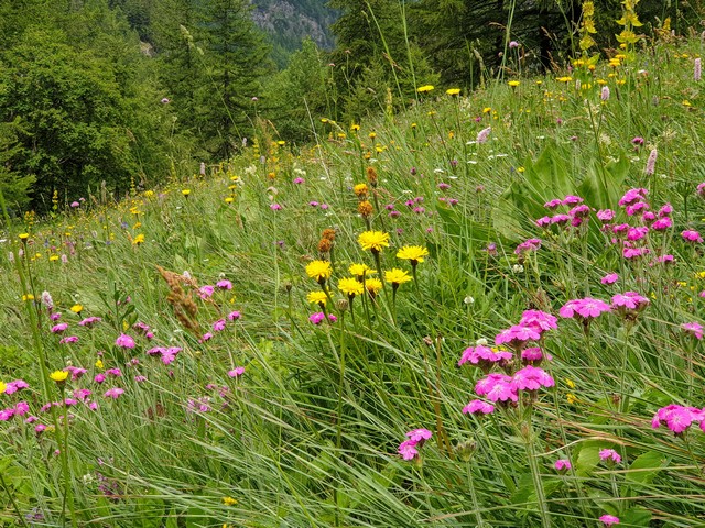 Espace nature avec cette prairie de fauche dans les Hautes Alpes