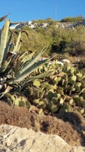 la nature et les plantes invasives