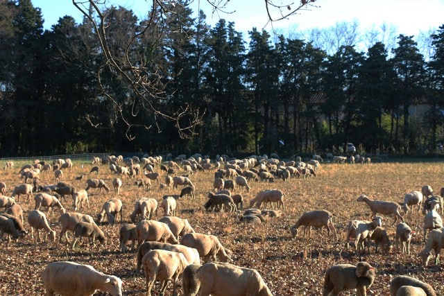 Moutons dans la Crau