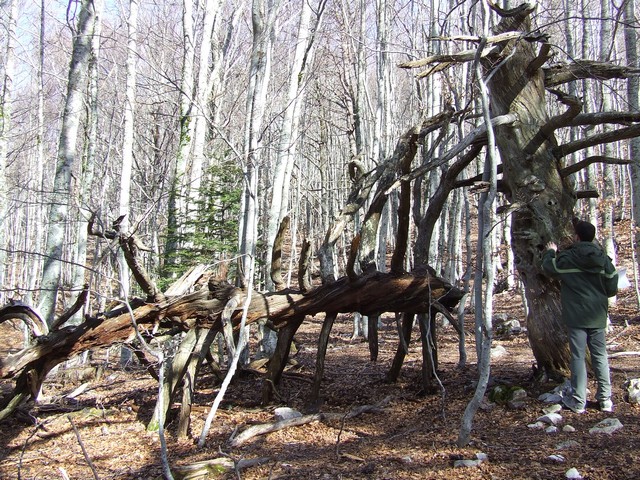 bois mort au Ventoux