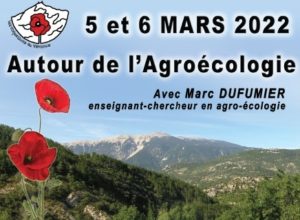 les coquelicots du Ventoux