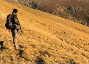 Protection de troupeau par tir dérogatoire