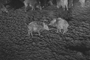 sangliers dans la nuit