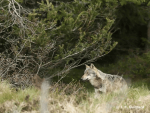 loup et pastoralisme