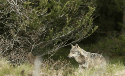 loup et pastoralisme