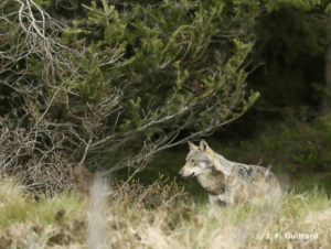 loup et pastoralisme