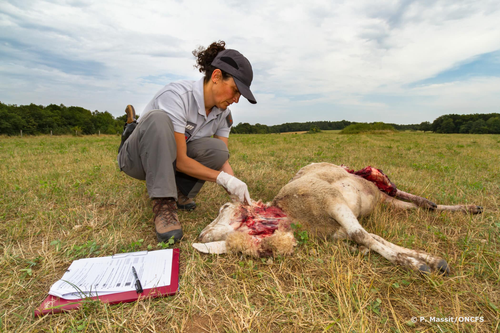 Constat attaque loup