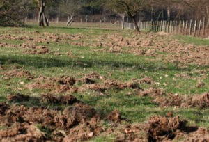 dégâts sur prairie