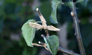 stage greffage bouturage la Thomassine