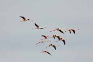 Flamant rose © Bureau des Guides Naturalistes Bleu Tomate