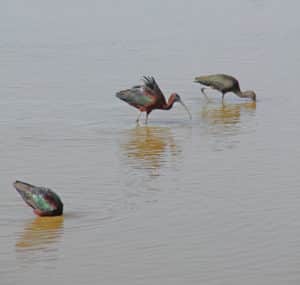 Ibis falcinelle © Bureau des Guides Naturalistes Bleu Tomate le mag