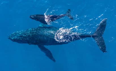 baleine à bosse