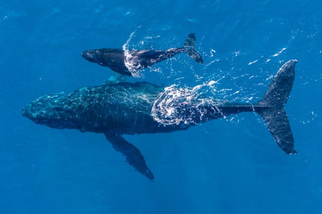 baleine à bosse