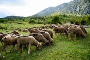élevage ovin et caprin, en agri durable