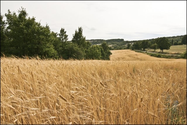 L'épeautre, une céréale locale bien adaptée à l'agri durable