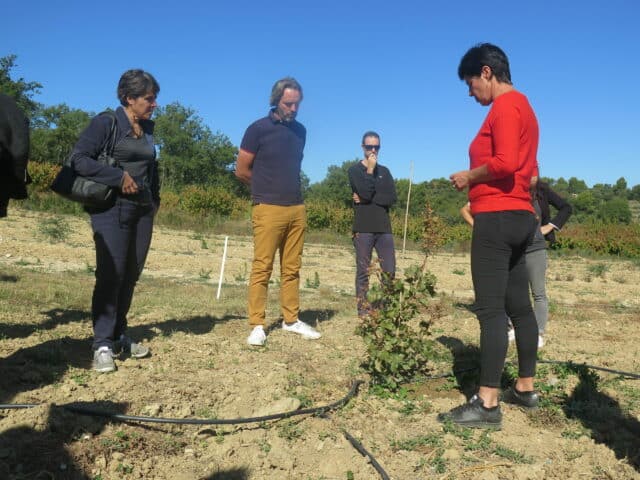 jeune pistachier chez la présidente de la Chambre d'agriculture 84