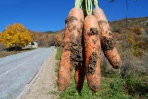 carottes bio et agri durable