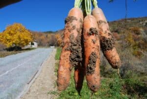 carottes fanes en agriculture bio et durable