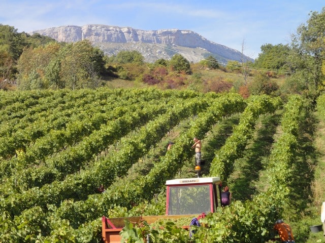 la vigne très présente dans la région