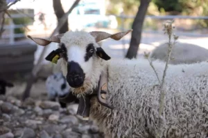 la ferme au salon des agris de Provence