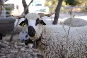 la ferme au salon des agris de Provence