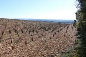 vignes à Courthézon, des terres agricoles où est intervenue la SAFER PACA