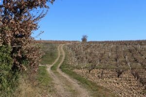 Courthézon Vaucluse vignobles ayant fait l'objet d'une intervention de la SAFER