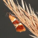 Inventaire papillons avec le CEN PACA