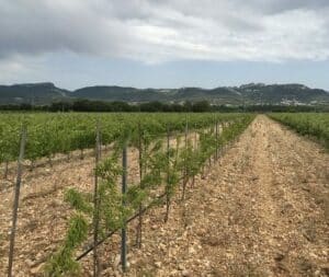 agroforesterie en test à Sablet 84