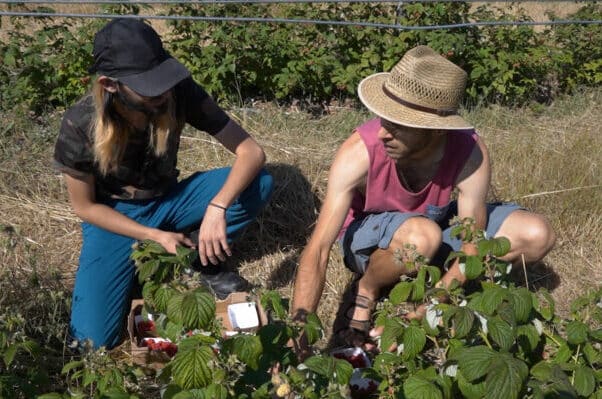 Wwoofing : quand la jeunesse prend des vacances écologiques Bleu Tomate