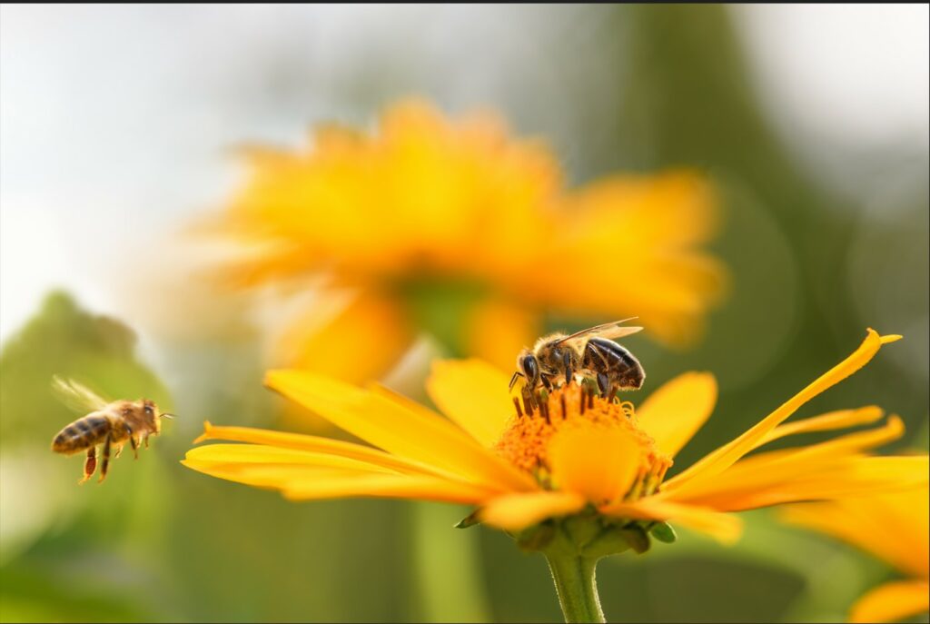 Les abeilles sentinelles de la biodiversité Bleu Tomate le mag