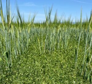 DuranSia propose des semis associés comme ici lentille et orge