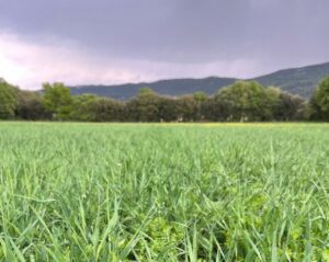 Lentilles et orge Jouques