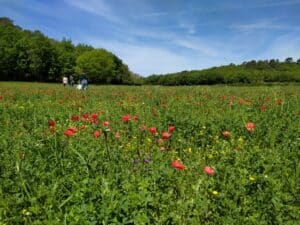 paysans boulangers bios ils cultivent