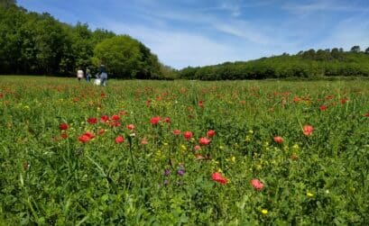 paysans boulangers bios ils cultivent