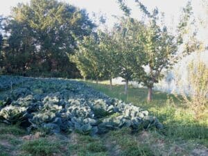 Agroforesterie à Avignon
