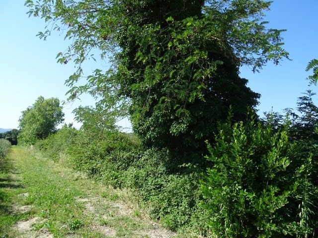 Les bios plantent souvent des haies protectrices