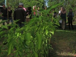 S'aime la terre, la ferme sociale et solidaire à Pernes-les-Fontaines