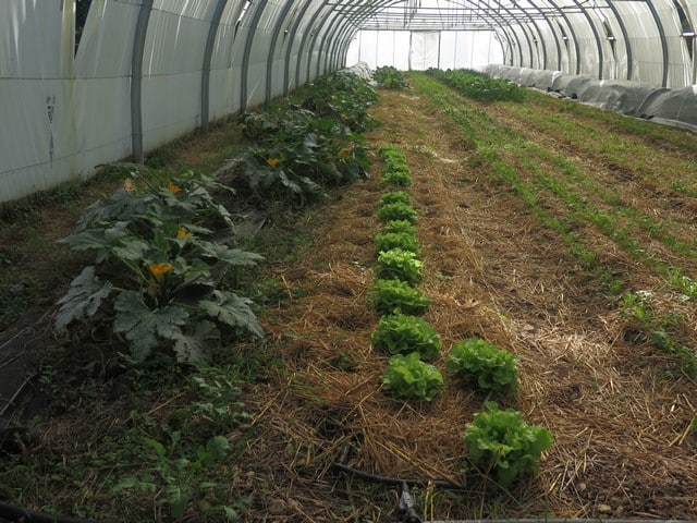 S'aime la Terre produit des légumes de saison