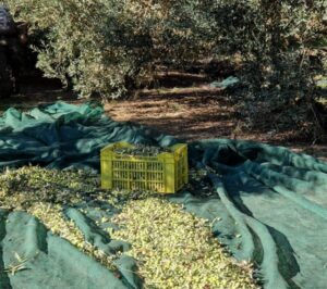 syndicat AOP huile olive Aix en Provence