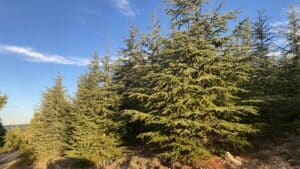 foret de cedres de cruis Bleu Tomate