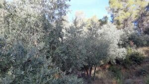 AOP huile d'olive Aix en Provence