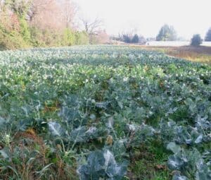 Une ferme de la ceinture verte d'Avignon rachetée par Terre de Liens