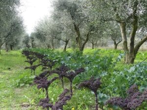 Dans lmes champs d'oliviers, des légumes