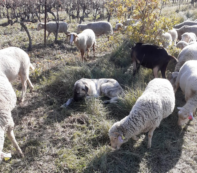 brebis dans les vignes