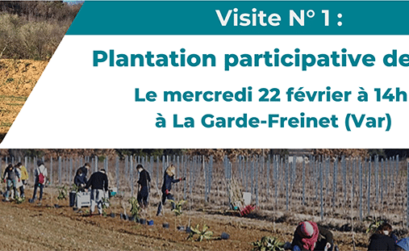 plantation de haies dans le Var