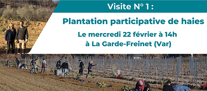 plantation de haies dans le Var