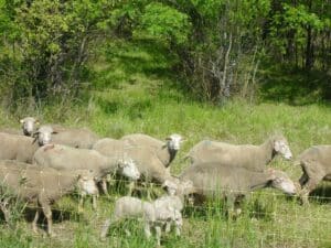 la Crau et les moutons