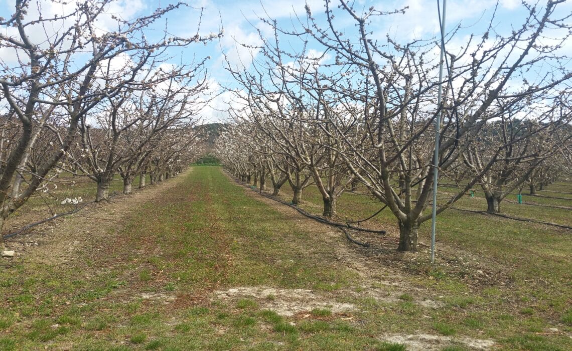 Cerisiers irrigués en Vaucluse