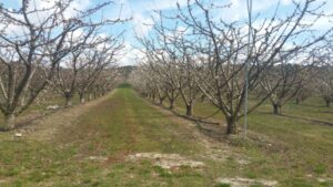 Cerisiers irrigués en Vaucluse